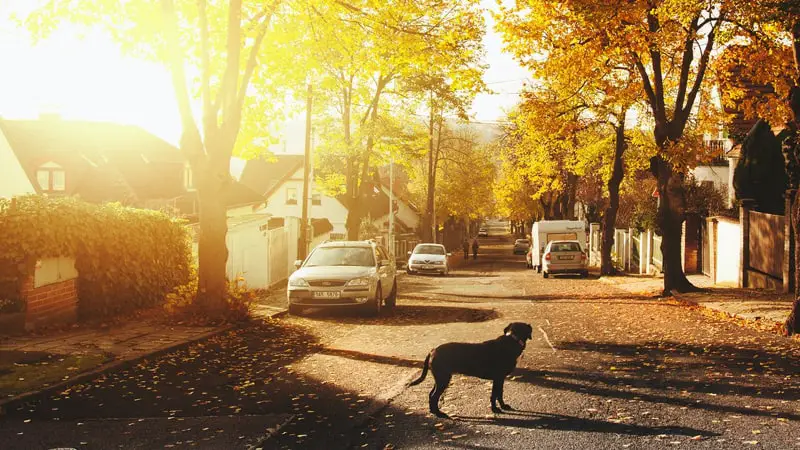 Can I Let My Dog Roam Free in the Car?