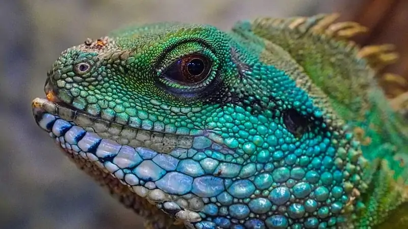 Can Reptiles Travel When It Is Cold? 