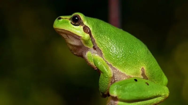 Can You Bring Frogs on a Plane? 