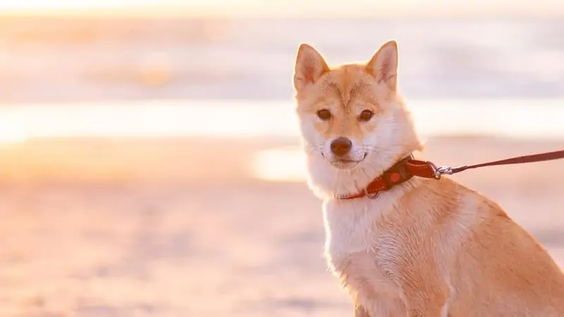 Can You Bring Your Dog on First-class? 