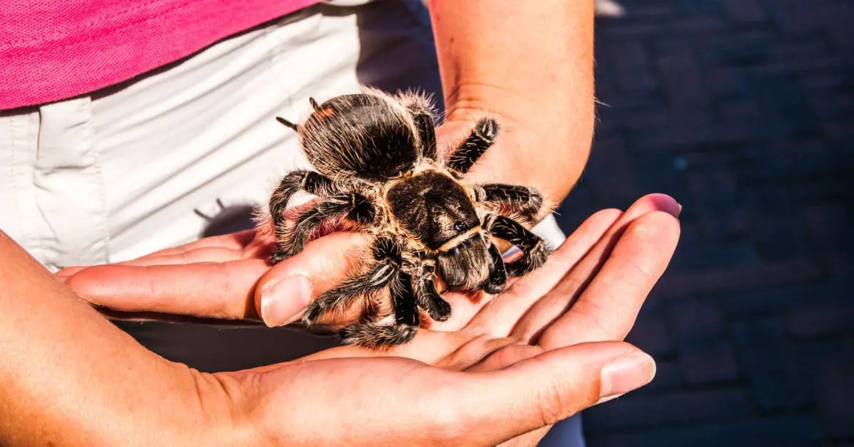Can You Travel With Your Tarantula?