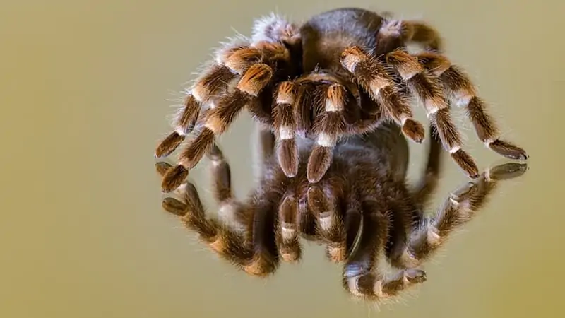 Can You Travel With Your Tarantula? 