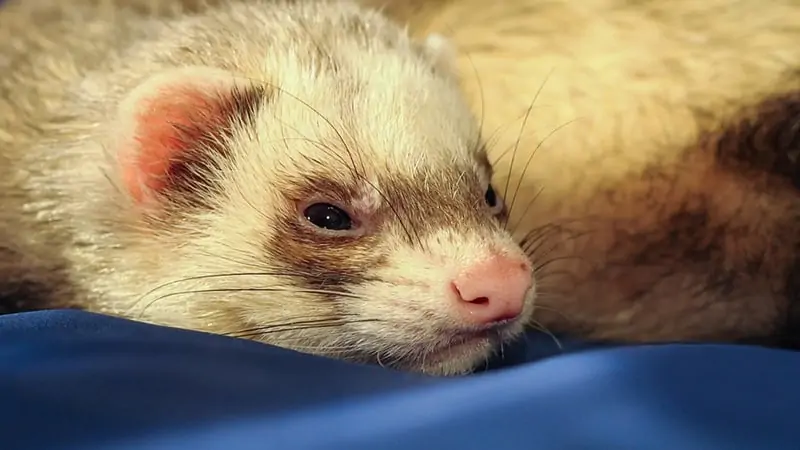 Do Ferrets Like Being Moved Around? 
