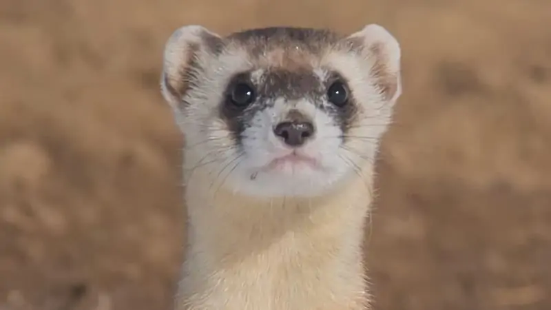 Do Ferrets Like Car Rides? 