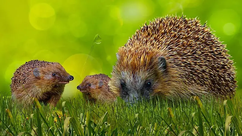 Do Hedgehogs Like Car Rides? 