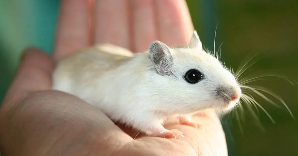 Do Pet Mice Like To Be Held?