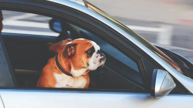 How Do I Entertain My Dog In A Long Car Ride? – Pets Travel Guide