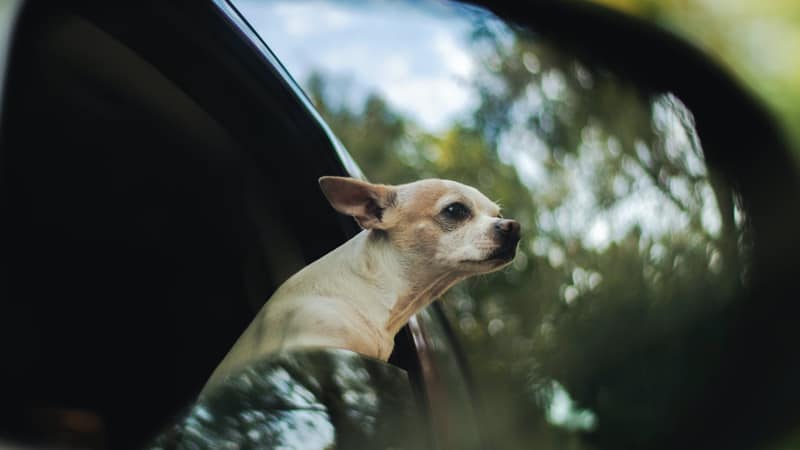 How Do I Entertain My Dog in a Long Car Ride? 