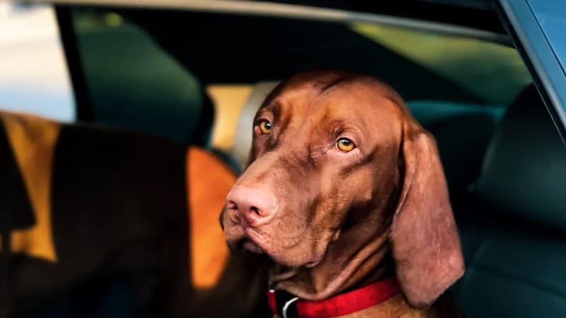 How Do I Entertain My Dog in a Long Car Ride? 