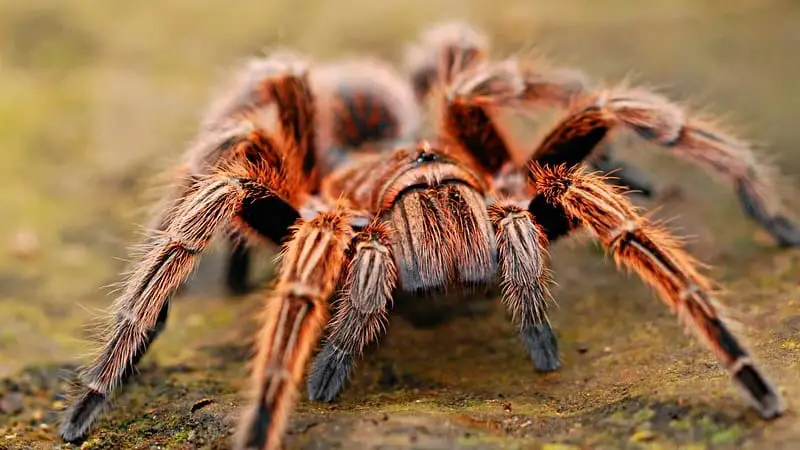 How Do You Take Care of a Tarantula On Vacation? 