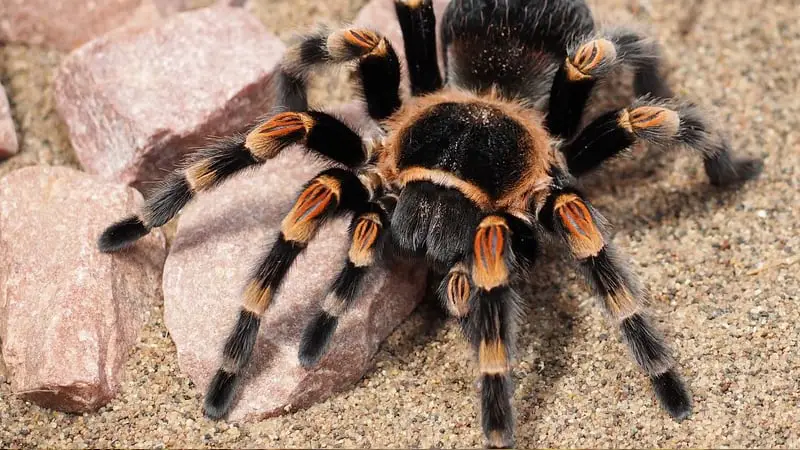 How Do You Take Care of a Tarantula On Vacation? 