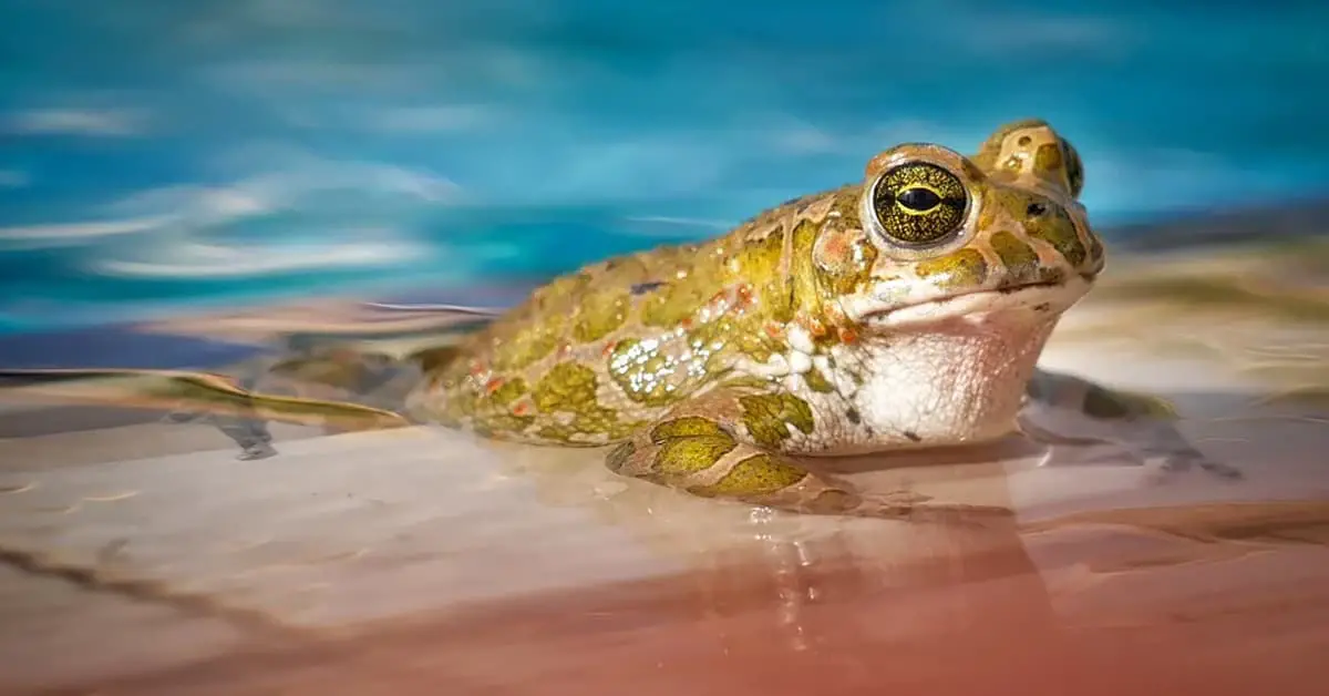 How Do You Transport Aquatic Frogs?
