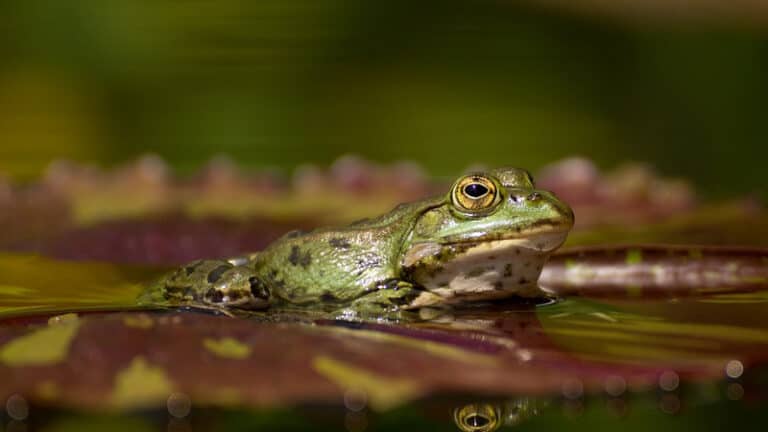 How Do You Transport Aquatic Frogs? – Pets Travel Guide