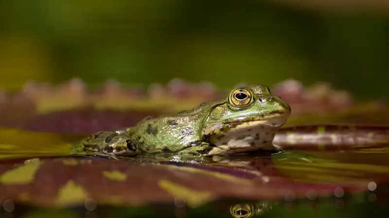 How Do You Transport Aquatic Frogs? 