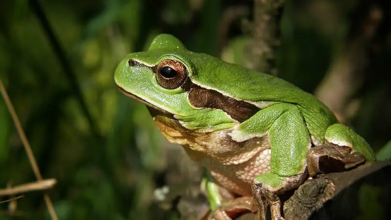 How Do You Transport Frogs Safely? 