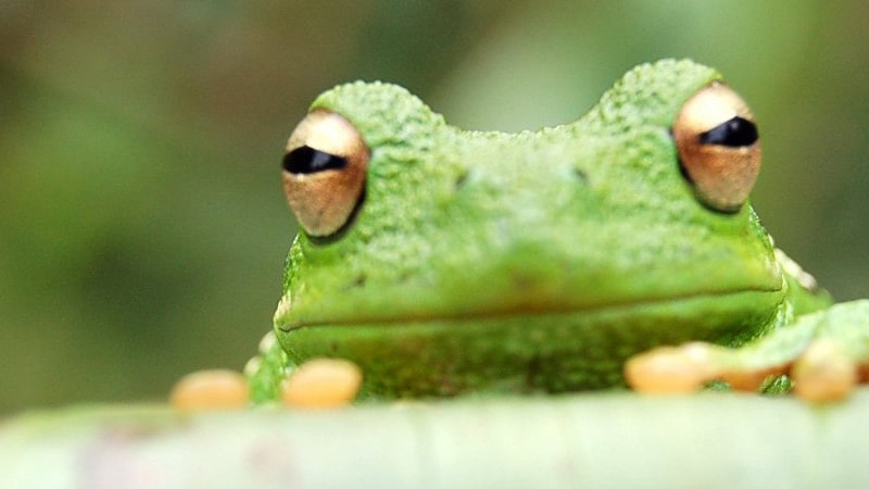 How Do You Transport a Frog in a Car? 