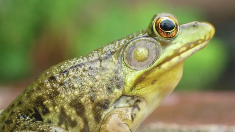 How Do You Transport a Frog in a Car? 