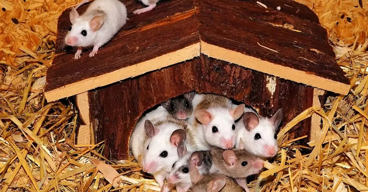 How Long Can You Leave Mice Alone?