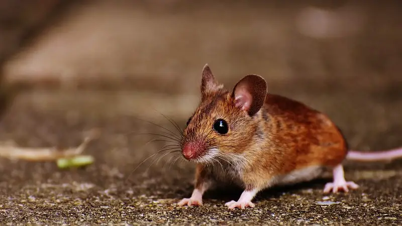 How Long Can You Leave Mice Alone? 