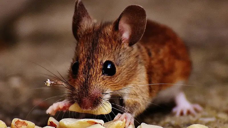 How Long Can You Leave Mice Alone? 