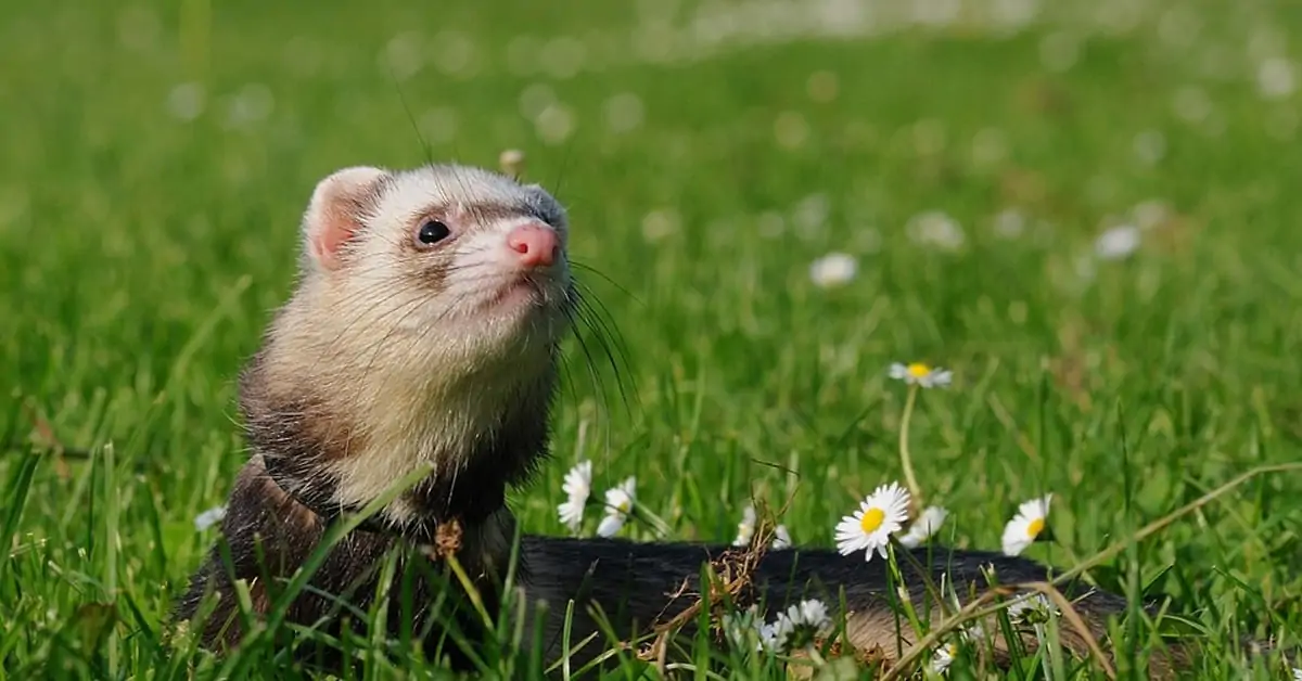 How Often Should A Ferret Be Out Of Its Cage?