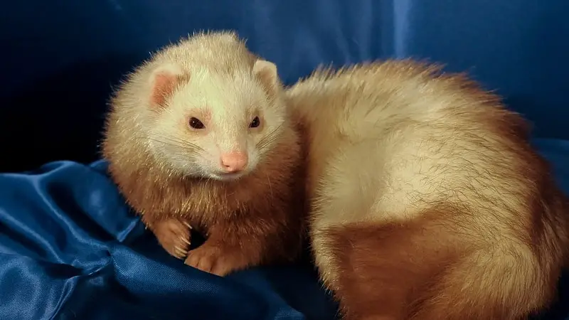 How Often Should A Ferret Be Out Of Its Cage? 