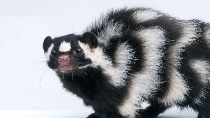 How do You Travel with Your Pet Skunk 