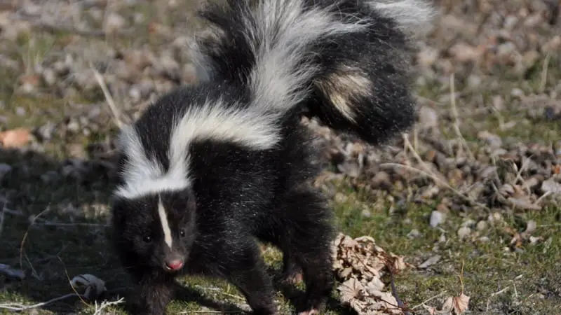 How do You Travel with Your Pet Skunk 