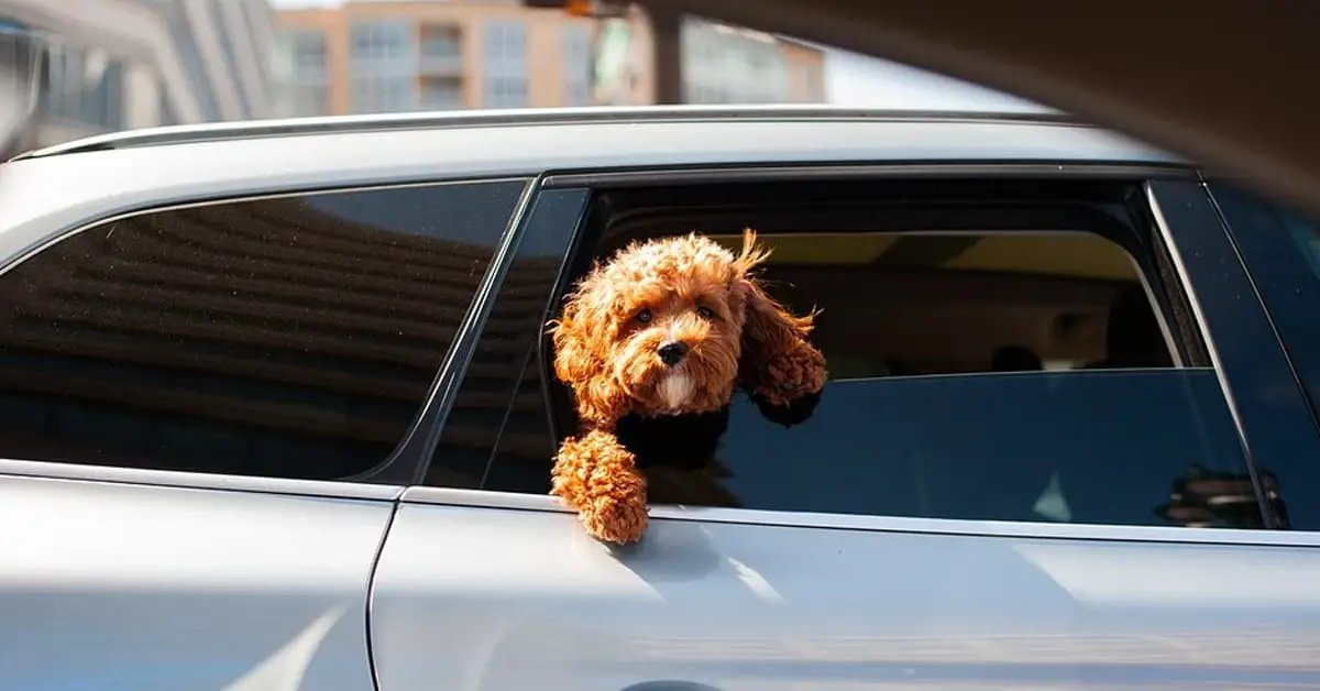 Is It Bad for Dogs to Put Their Head out the Window?