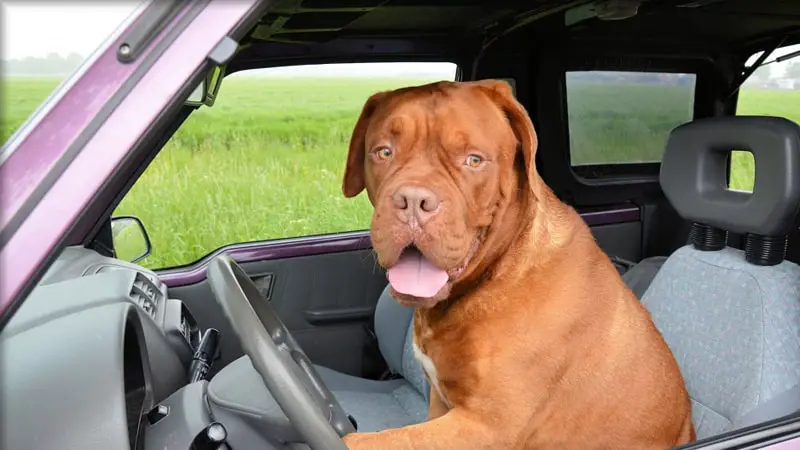 Is It Bad for Dogs to Put Their Head out the Window? 