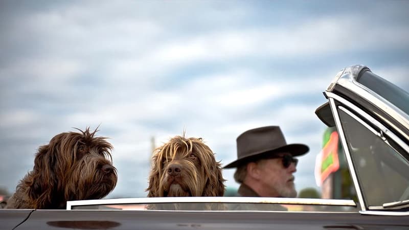 Is It Bad for Dogs to Put Their Head out the Window? 