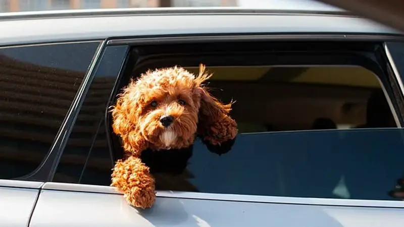 Is It Bad for Dogs to Put Their Head out the Window? 