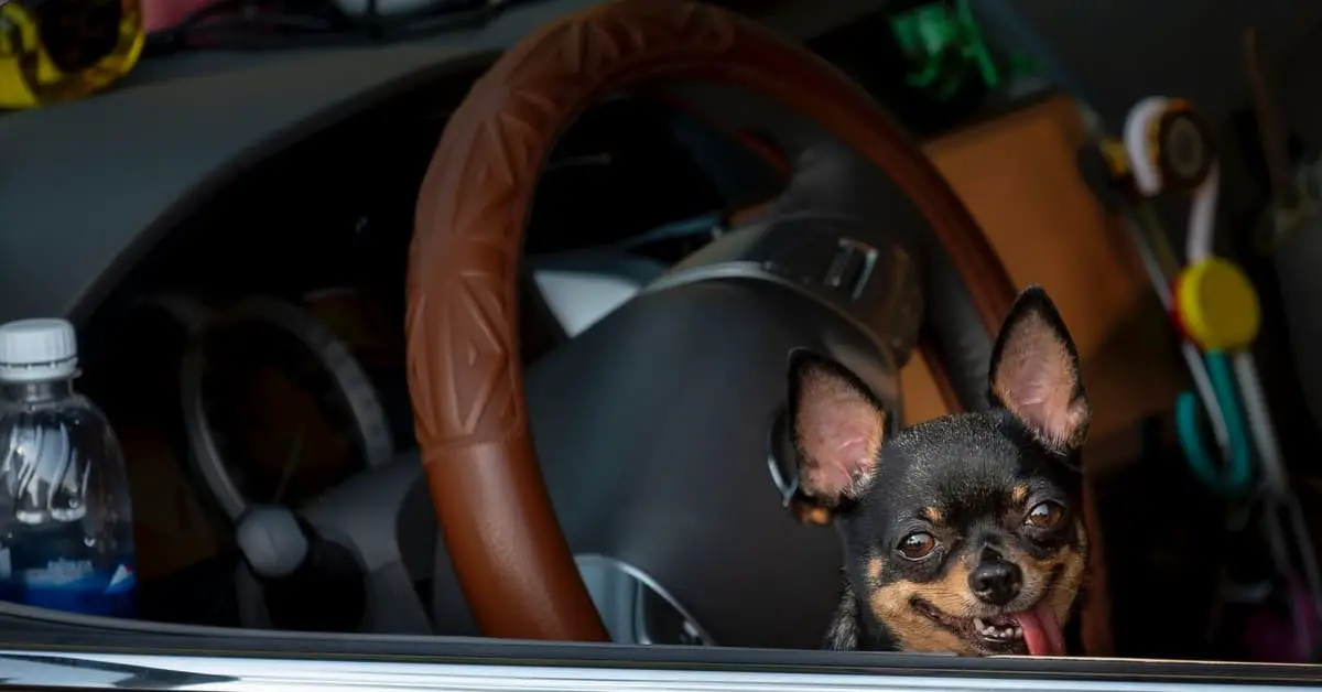 Is It Okay to Drive With Your Pet on Your Lap?