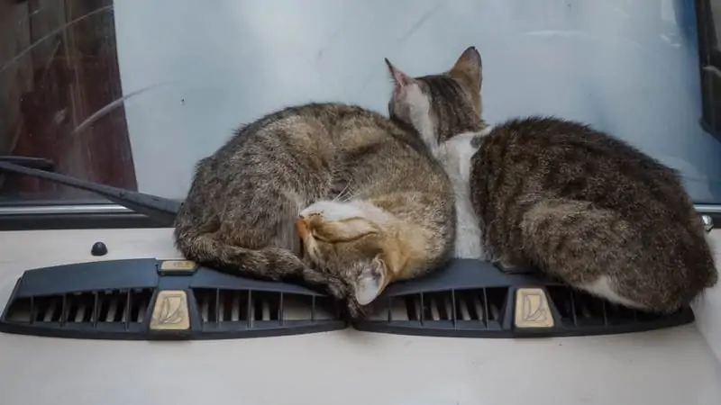 Is It Okay to Drive With Your Pet on Your Lap? 