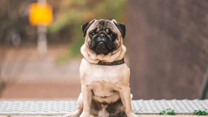 What Airlines Allow Brachycephalic Dogs? 