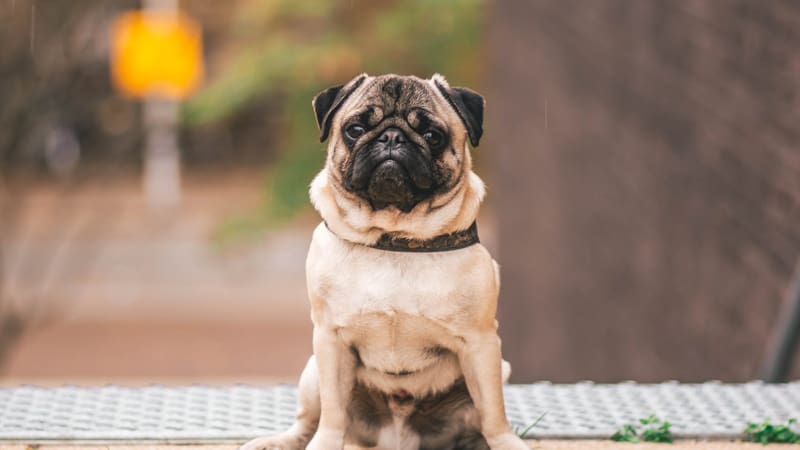 What Airlines Allow Brachycephalic Dogs? 