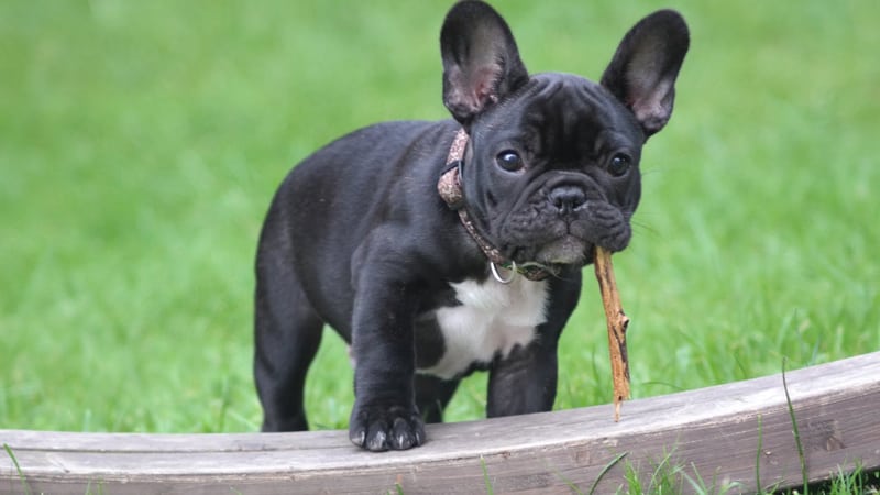 What Airlines Allow Brachycephalic Dogs? 