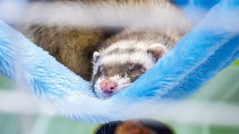 What Do You Do With Ferrets When On Vacation? 