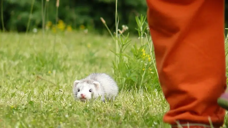 What Do You Do With Ferrets When On Vacation? 