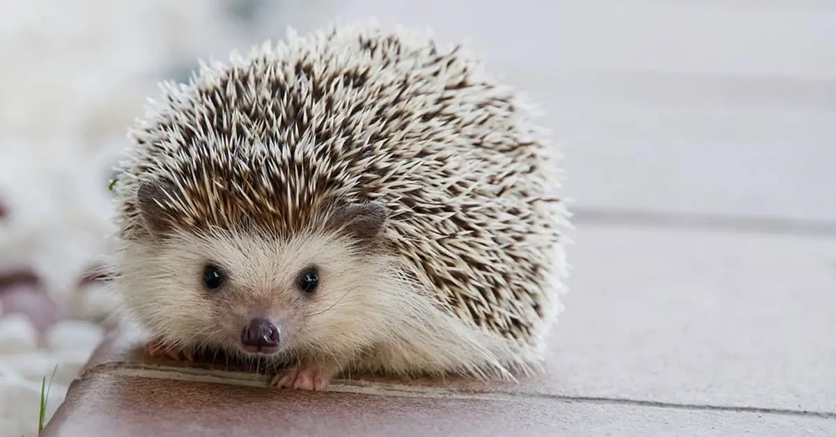 What Do You Do With Your Hedgehog When You Go On Vacation?