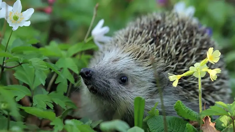 What Do You Do With Your Hedgehog When You Go On Vacation? 