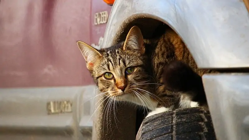Can You Buckle in a Cat Carrier? 