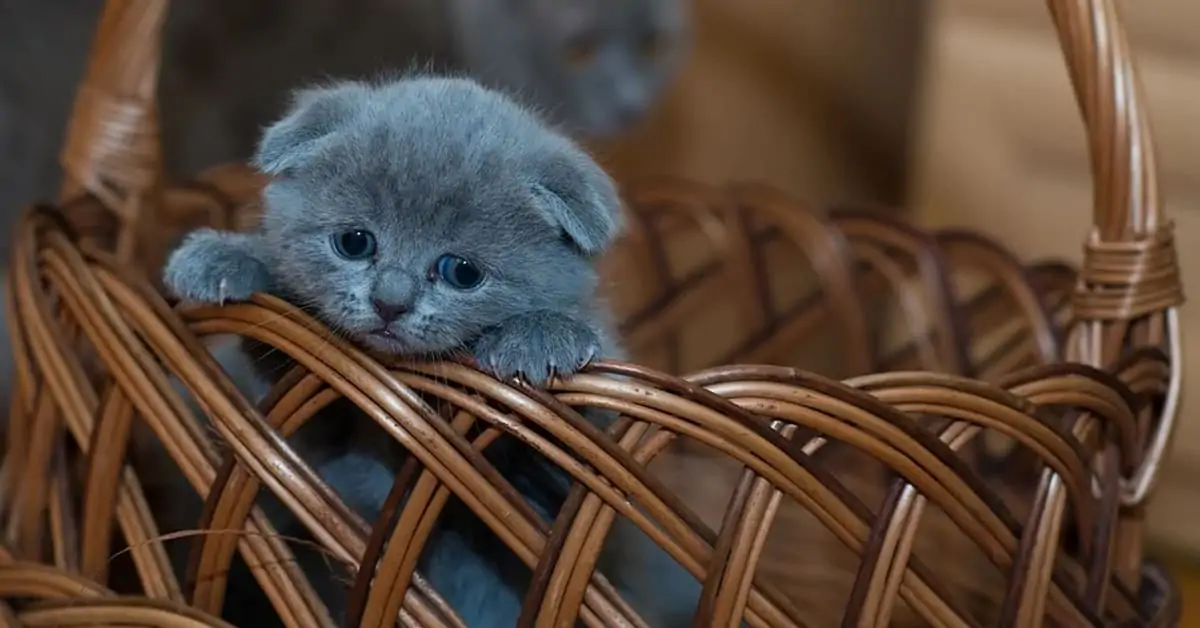 Do You Pay a Pet Sitter Before or After?