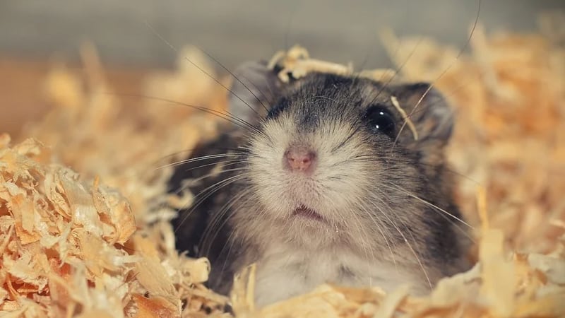 How Do You Sneak a Hamster on a Plane? 