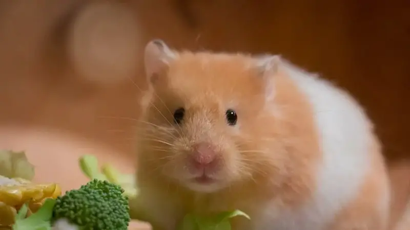 How Do You Sneak a Hamster on a Plane? 