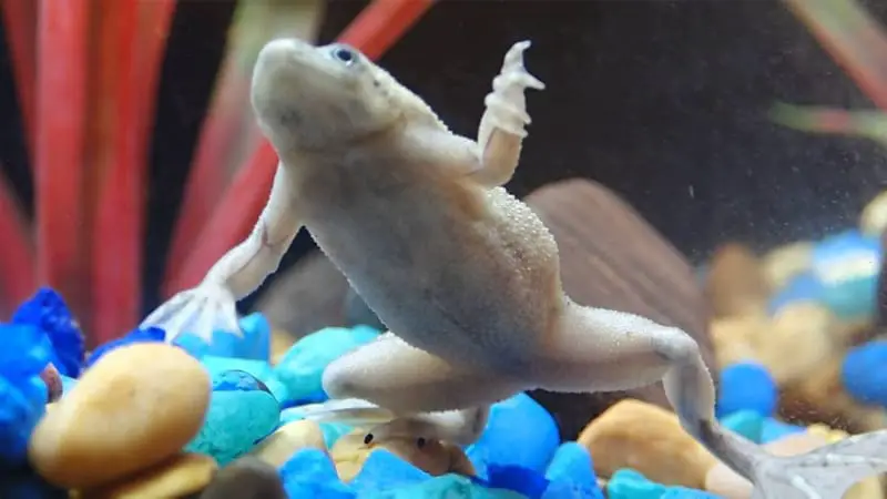 How Do You Transport African Dwarf Frogs? 