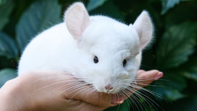 How Long Can A Chinchilla Stay in a Carrier? 