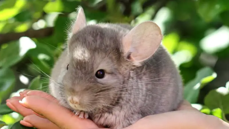 How Long Can A Chinchilla Stay in a Carrier? 