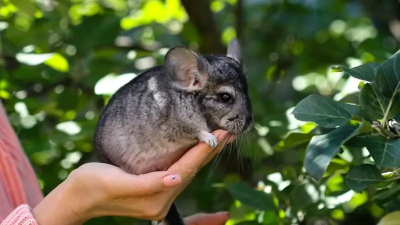 How Long Can Chinchillas Go Without Food?