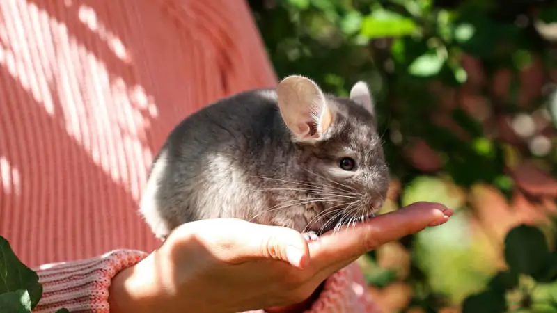 How Long Can Chinchillas Go Without Food?